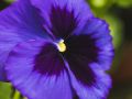Как вернуть фиалке жизнь: простой способ пробуждения цветка