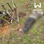 Крановщик погиб во время обрезки деревьев возле парка в Лыскове