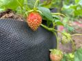����� �������� ������ ��������: ���� � �������