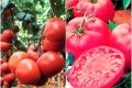 Томат Третьяковский: как вырастить идеальный урожай этой популярной культуры