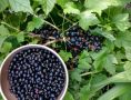 Как вернуть урожайность старой смородины: секреты дачников