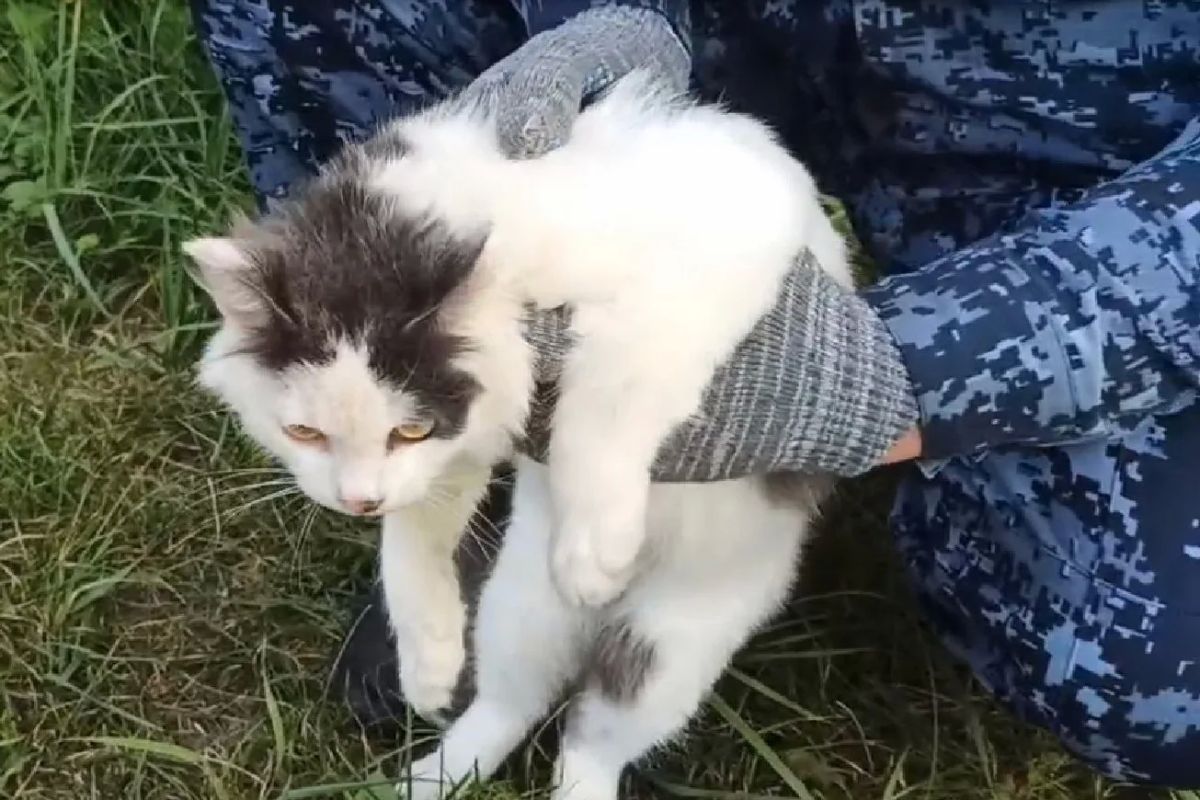 Кота-наркокурьера задержали в Нижегородской области Кота-наркокурьера задержали в Нижегородской области