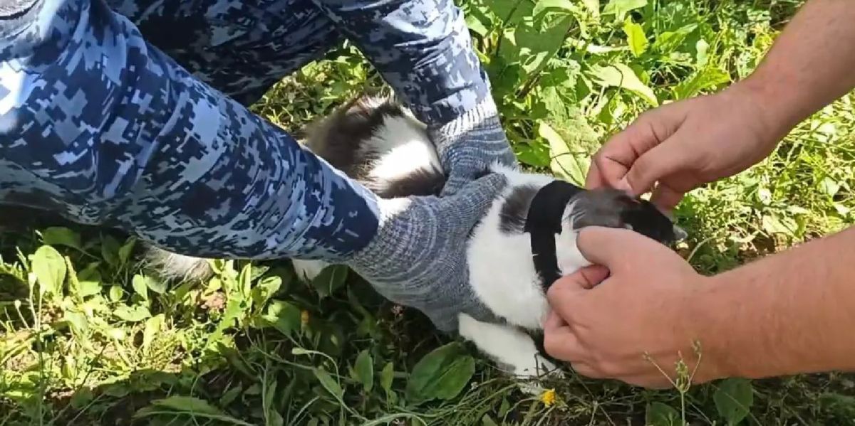 Кота-«наркокурьера» поймали около нижегородской колонии №17 Кота-«наркокурьера» поймали около нижегородской колонии №17