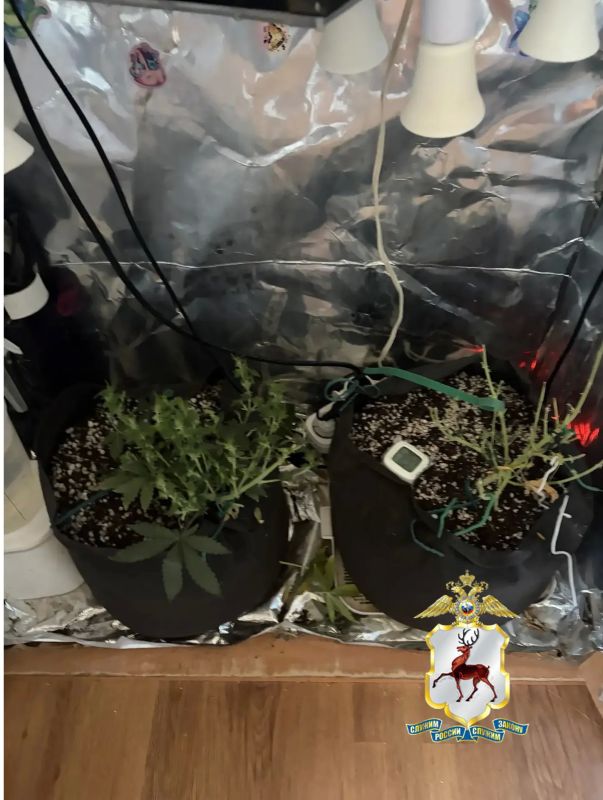 В Заволжье полицейские изъяли наркотическое растение у местного жителя В Заволжье полицейские изъяли наркотическое растение у местного жителя