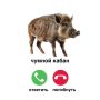 Африканская чума охватила 109 кварталов охотничьих угодий в Ковернинском округе
