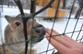 Численность косуль, лосей и медведей увеличилась в Нижегородской области