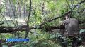 Группу зубров, которых привезли этой весной в Башкортостан из Беловежской пущи, скоро выпустят на свободный выпас