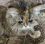 Сегодня Всемирный День кошек!