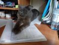 В Керженском заповеднике появился новый кот — трёхлетний Степан сменил легендарного Филимона
