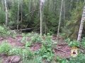 Ущерб природе – и проблемы с законом: в Семёновском округе полицейскими задержан нелегальный лесоруб