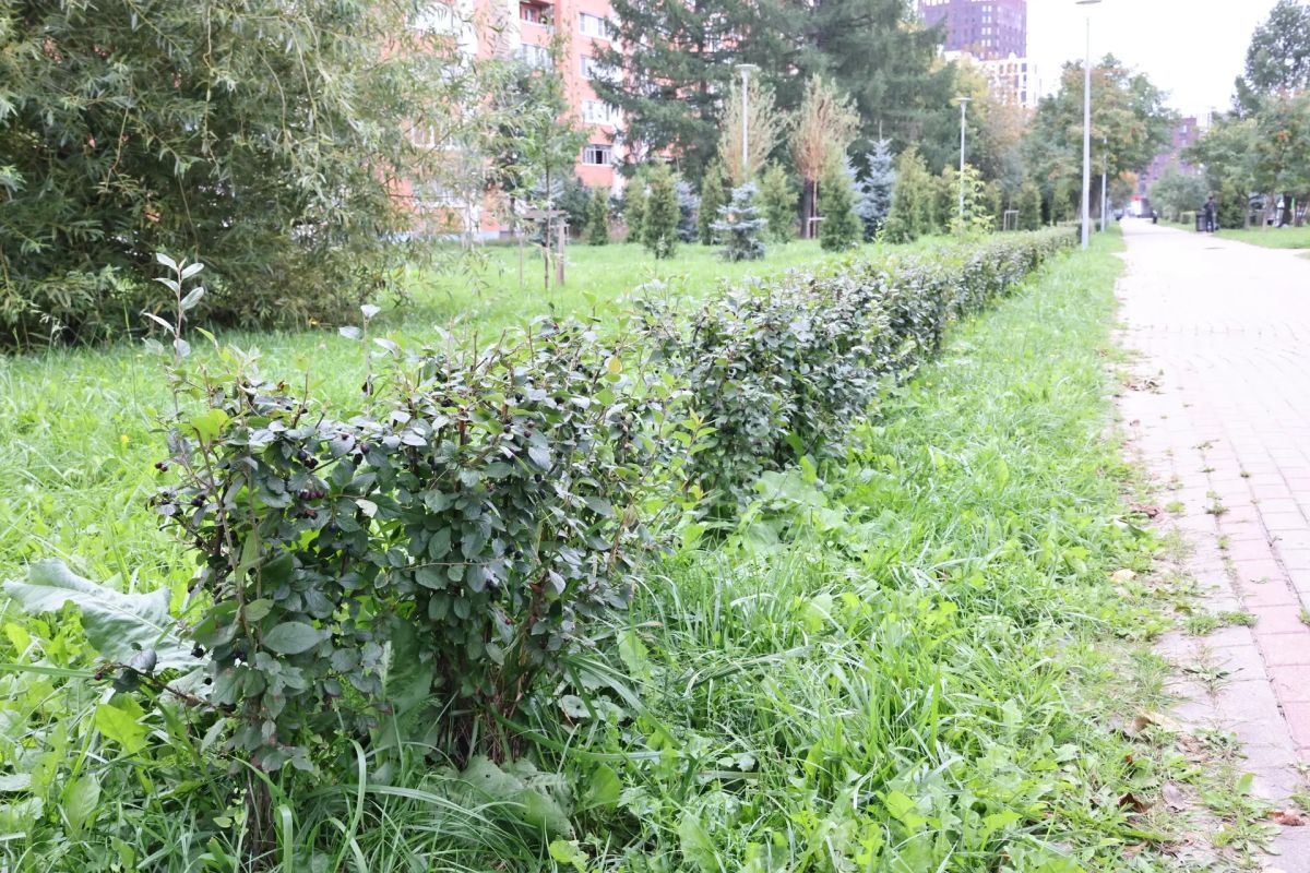 Застройщику дешевле заплатить, чем посадить дерево Застройщику дешевле заплатить, чем посадить дерево