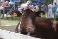 Красная горбатовская порода коров будет возрождена в Нижегородской области