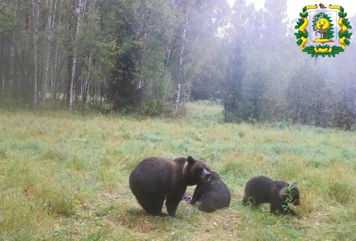 В Сокольском округе фотоловушка сняла медведицу с медвежатами В Сокольском округе фотоловушка сняла медведицу с медвежатами