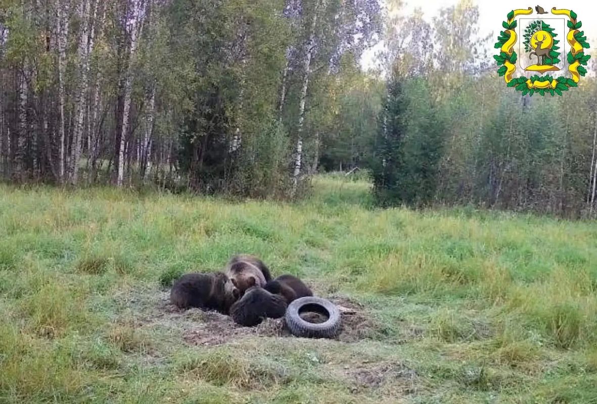 В Сокольском округе фотоловушка сняла медведицу с медвежатами В Сокольском округе фотоловушка сняла медведицу с медвежатами