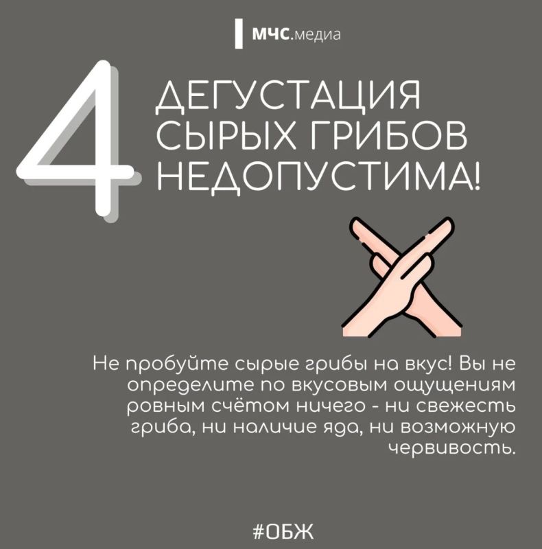 Миссия набрать грибов и не потерять себя! Миссия набрать грибов и не потерять себя!