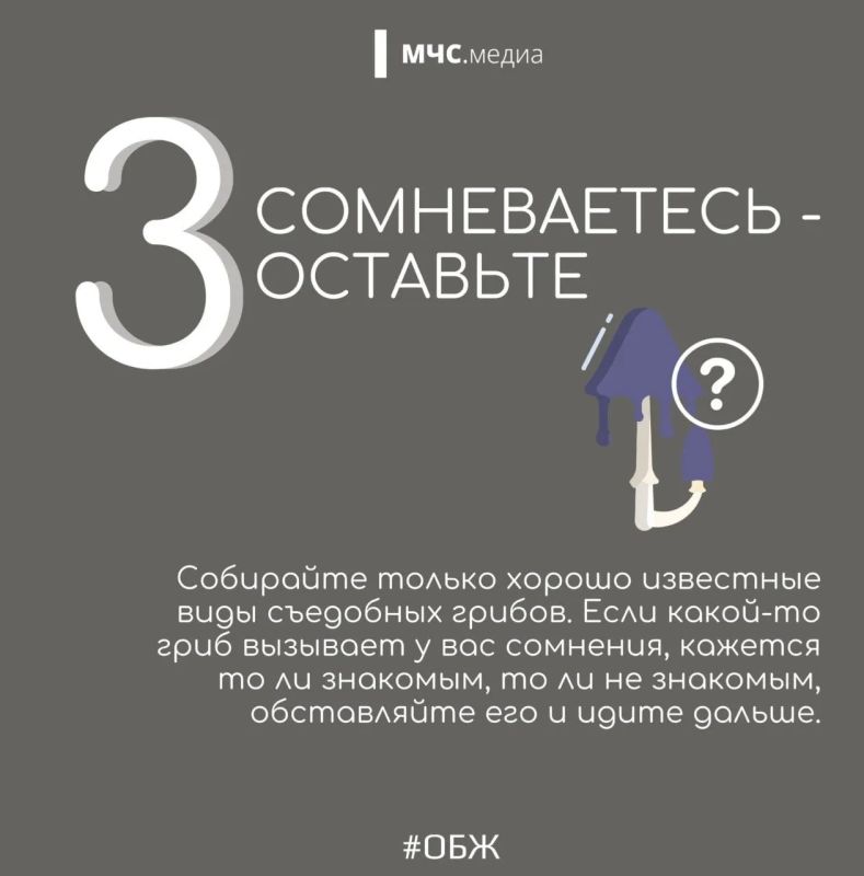Миссия набрать грибов и не потерять себя! Миссия набрать грибов и не потерять себя!
