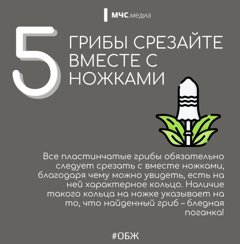 Миссия набрать грибов и не потерять себя! Миссия набрать грибов и не потерять себя!