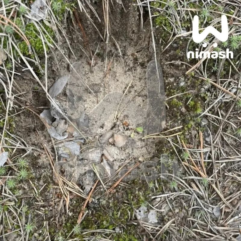 Медведи тоже присоединились к грибному безумию в лесах Нижегородской области Медведи тоже присоединились к грибному безумию в лесах Нижегородской области
