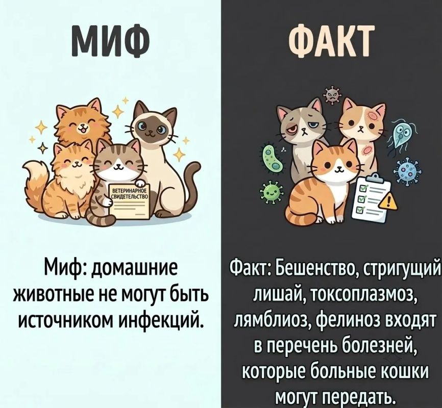 Миф или факт?. «Домашние животные не могут быть источником инфекций»