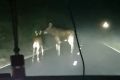 Двух лосей заметили на дороге, ведущей в Керженский заповедник в Нижегородской области