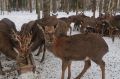 Городецкое охотничье хозяйство передано Минлесхозу Нижегородской области
