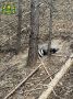 Охотинспектор спас барсука в Воротынском округе