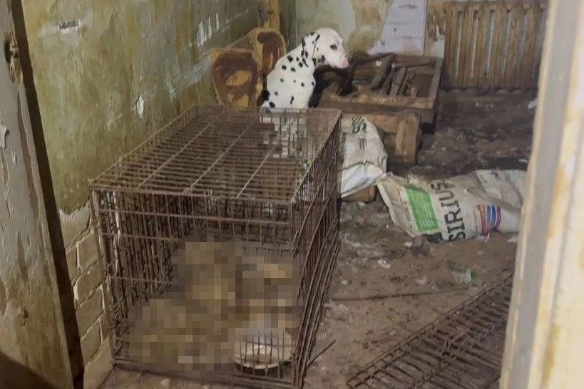 Нижегородские зоозащитники попали в квартиру заводчицы из Дзержинска с мертвыми животными