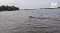 Пушистый буёк заметили рыбаки на границе Нижегородской области и республики Марий Эл