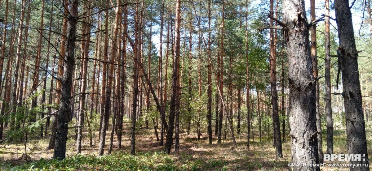 Инспектор сфотографировал мишку на дереве на территории Керженского заповедника