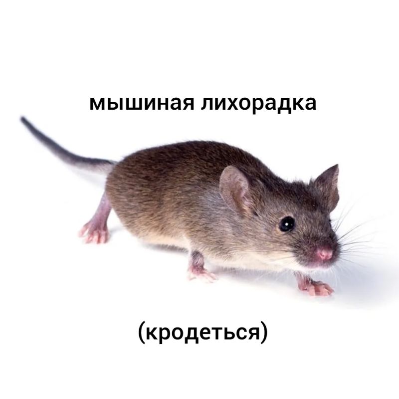 Нижегородской области в 1,5 раза выросла заболеваемость мышиной лихорадкой — с января по август в регионе зарегистрировали уже 278 случаев