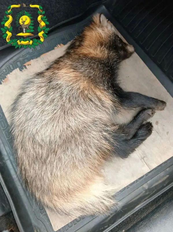 Енотовидная собака пострадала в ДТП в Нижегородской области