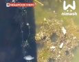 Минэкологии выясняет причины массовой гибели рыбы в Мещерском озере