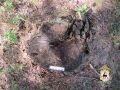 В Семёнове возбуждено уголовное дело по факту незаконной рубки леса