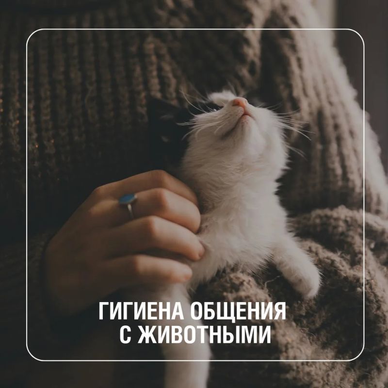 Домашние питомцы дарят нам радость и эмоциональную поддержку, но близкое общение с ними требует соблюдения простых правил гигиены