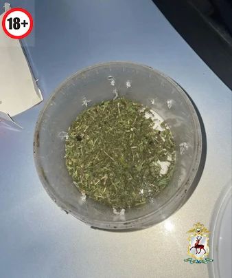 Сотрудники регионального УКОН пресекли покушение на незаконный сбыт растительного наркотика Сотрудники регионального УКОН пресекли покушение на незаконный сбыт растительного наркотика