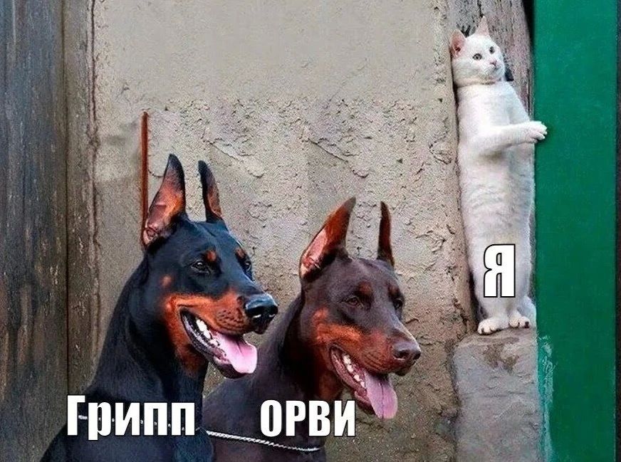 Эпидемии нет, но карантин кое-где вводят