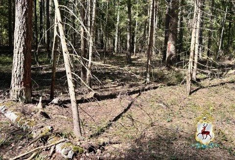 Руководитель нижегородского лесничества незаконно срубил лес на 72 млн рублей Руководитель нижегородского лесничества незаконно срубил лес на 72 млн рублей