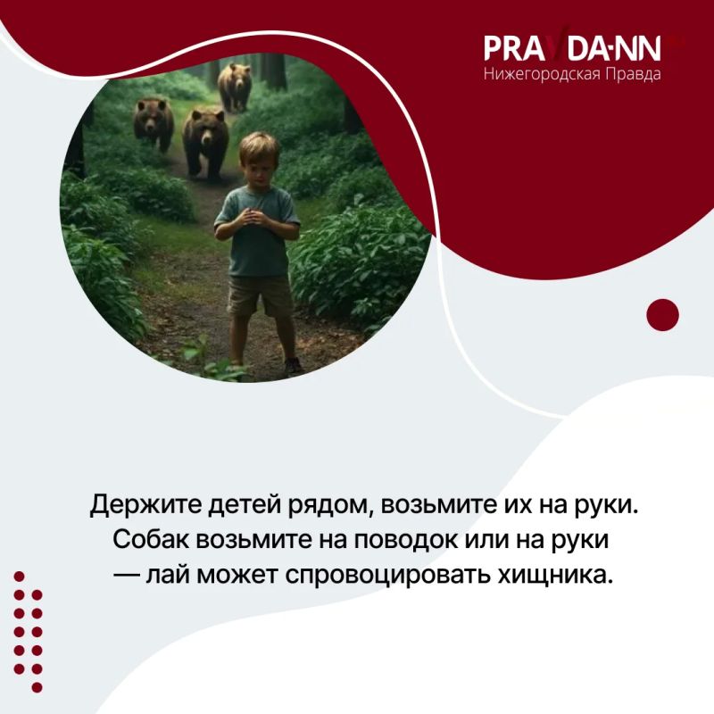 Осторожно, медведи — в Шахунском округе зафиксировали уже несколько случаев выхода косолапых к людям Осторожно, медведи — в Шахунском округе зафиксировали уже несколько случаев выхода косолапых к людям