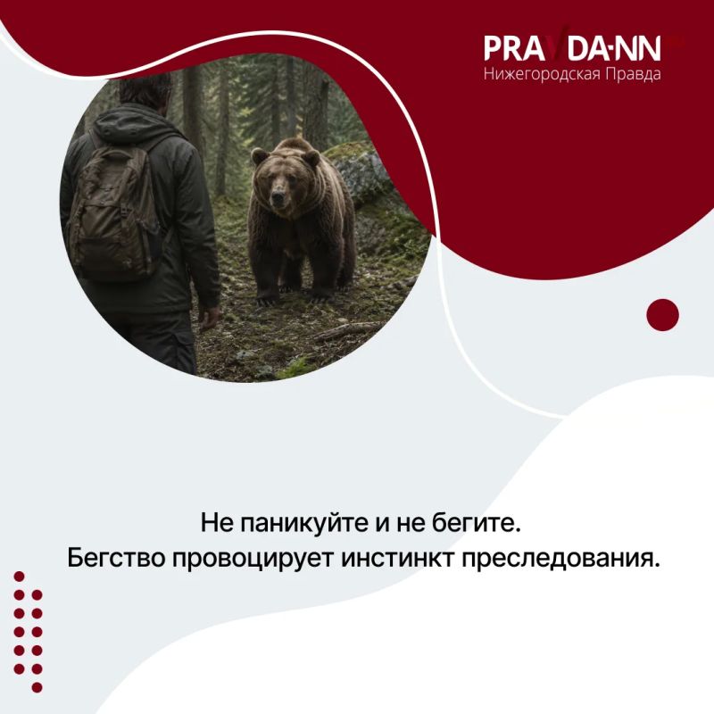 Осторожно, медведи — в Шахунском округе зафиксировали уже несколько случаев выхода косолапых к людям Осторожно, медведи — в Шахунском округе зафиксировали уже несколько случаев выхода косолапых к людям