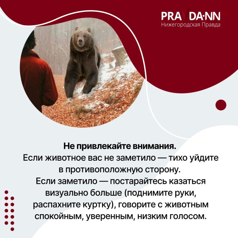Осторожно, медведи — в Шахунском округе зафиксировали уже несколько случаев выхода косолапых к людям Осторожно, медведи — в Шахунском округе зафиксировали уже несколько случаев выхода косолапых к людям