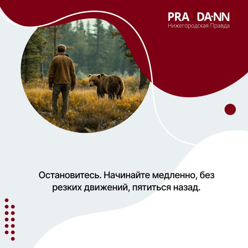 Осторожно, медведи — в Шахунском округе зафиксировали уже несколько случаев выхода косолапых к людям Осторожно, медведи — в Шахунском округе зафиксировали уже несколько случаев выхода косолапых к людям