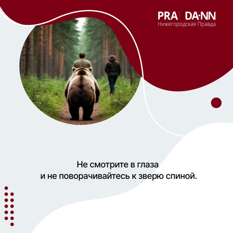 Осторожно, медведи — в Шахунском округе зафиксировали уже несколько случаев выхода косолапых к людям Осторожно, медведи — в Шахунском округе зафиксировали уже несколько случаев выхода косолапых к людям