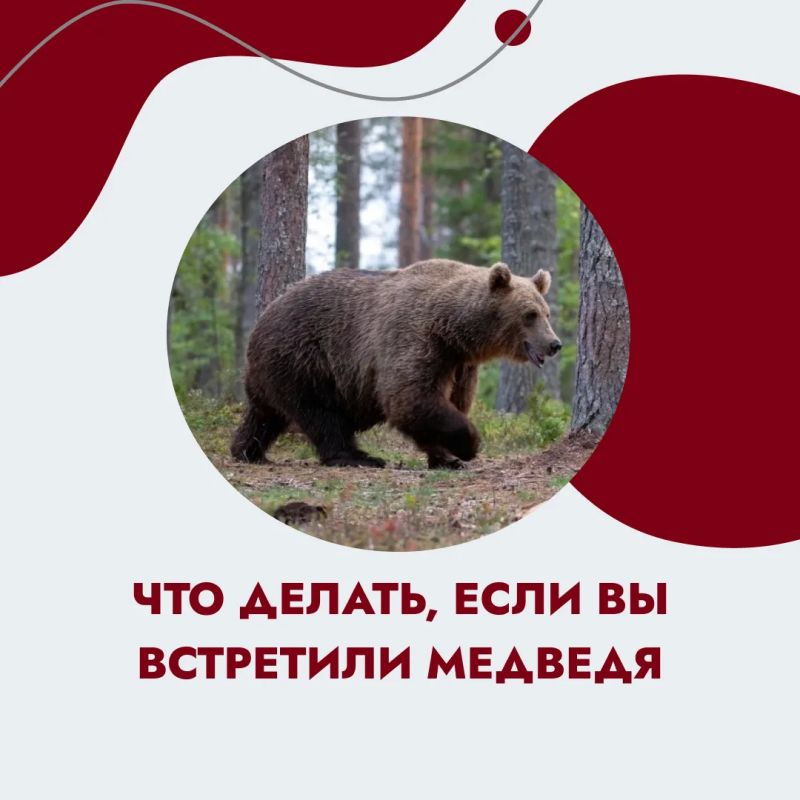 Осторожно, медведи — в Шахунском округе зафиксировали уже несколько случаев выхода косолапых к людям