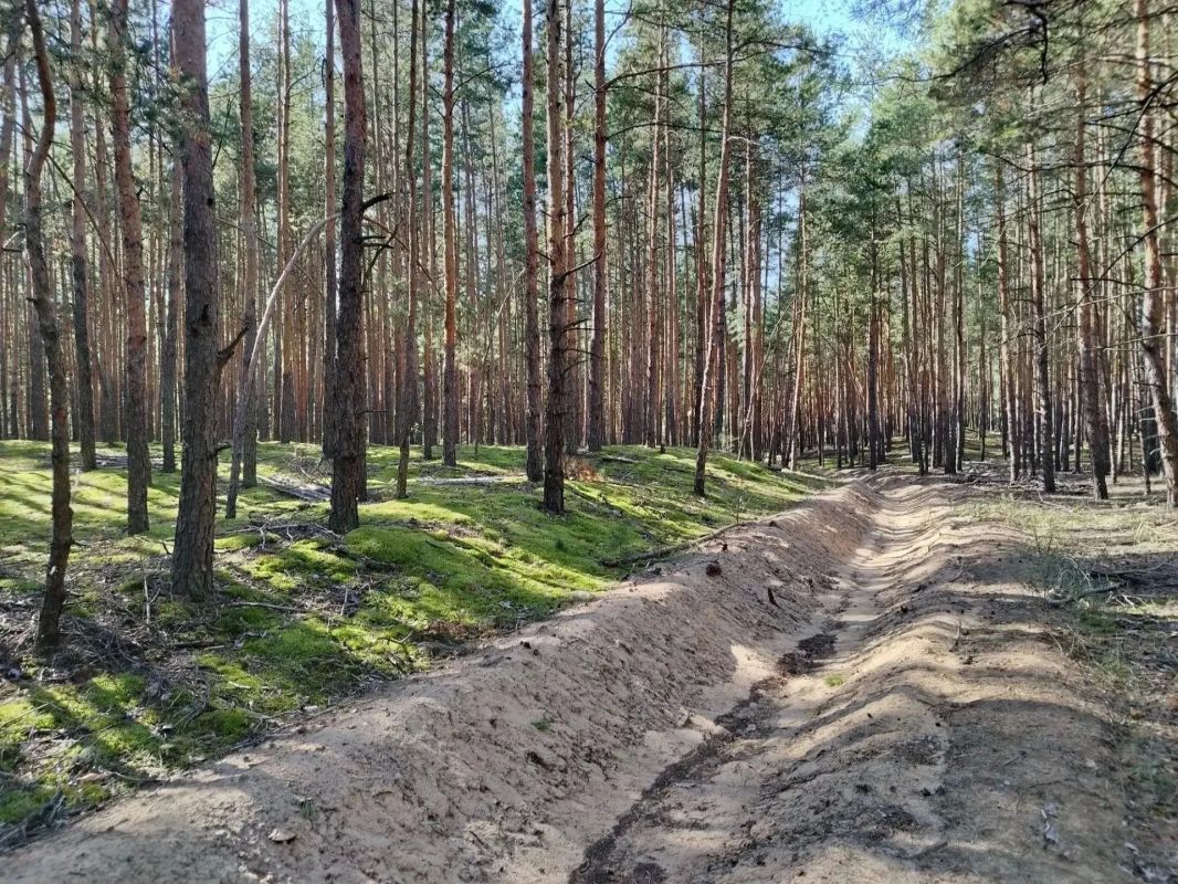 Нижегородские лесничие не допустили ни одного пожара на территории городских лесов Нижегородские лесничие не допустили ни одного пожара на территории городских лесов