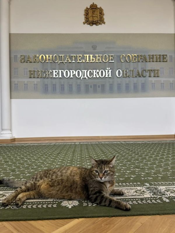 Вот тот, кому можно лежать на рабочем месте!