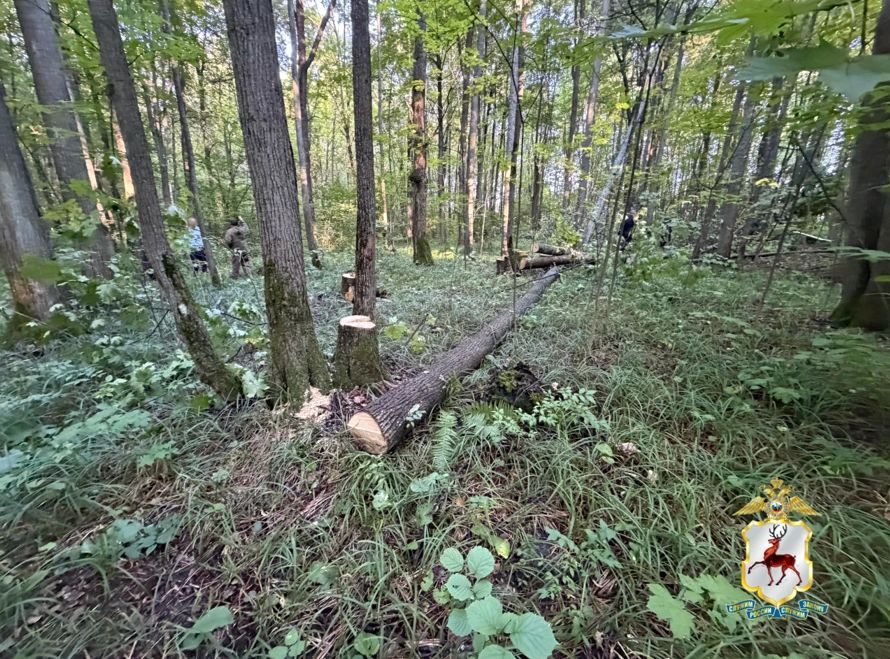 В Перевозском округе полицейские установили подозреваемого в незаконной рубке деревьев В Перевозском округе полицейские установили подозреваемого в незаконной рубке деревьев
