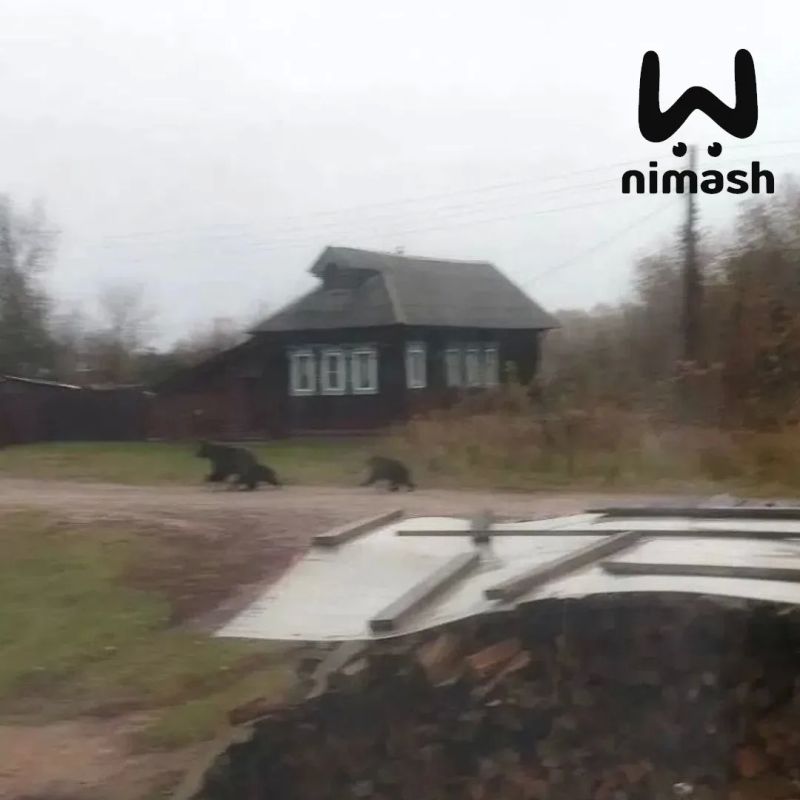 Медведица показала всему селу Великовскому в Лысковском районе каких хорошеньких медвежат она родила