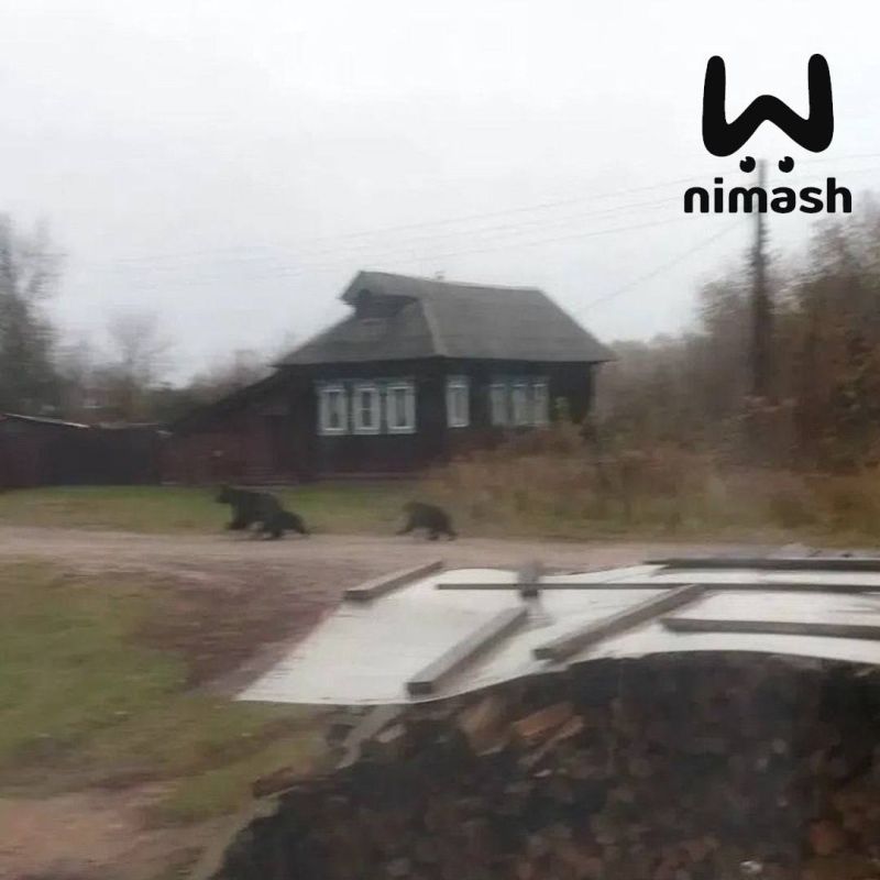 Медведица показала всему селу Великовскому в Лысковском районе каких хорошеньких медвежат она родила