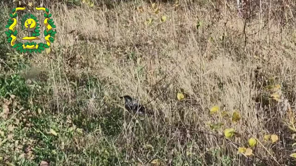 Краснокнижную птицу заметили в лесах Воротынского округа