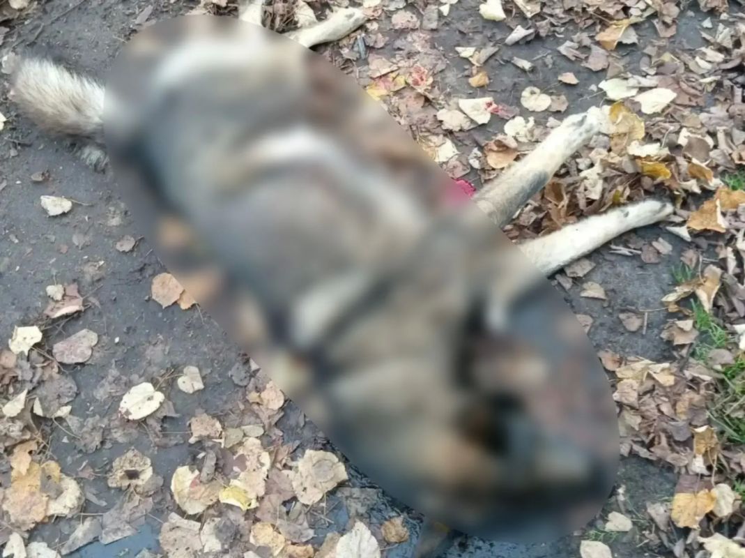 Неизвестный подстрелил собаку в Заволжье